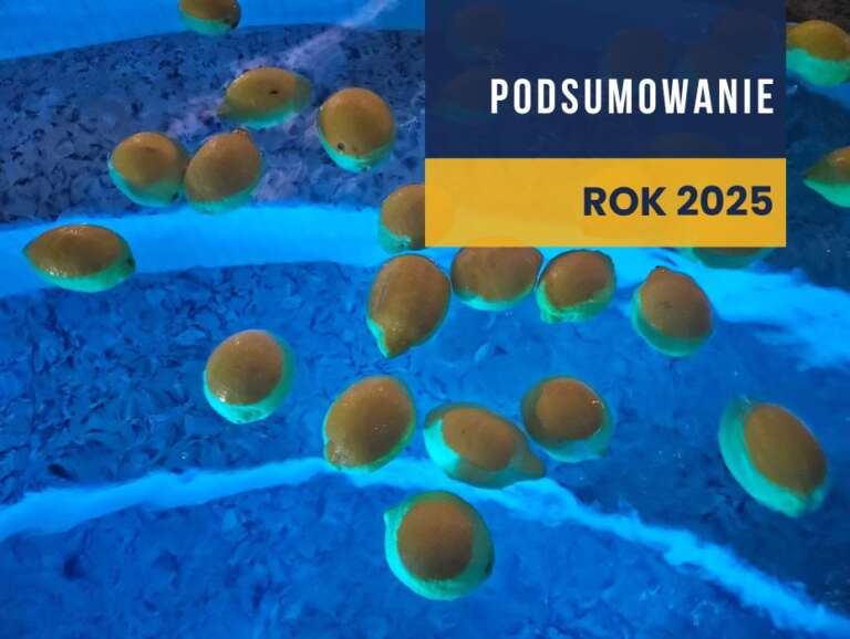 Podsumowanie roku 2025!
